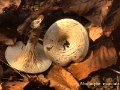 Clitocella mundula-amf1613